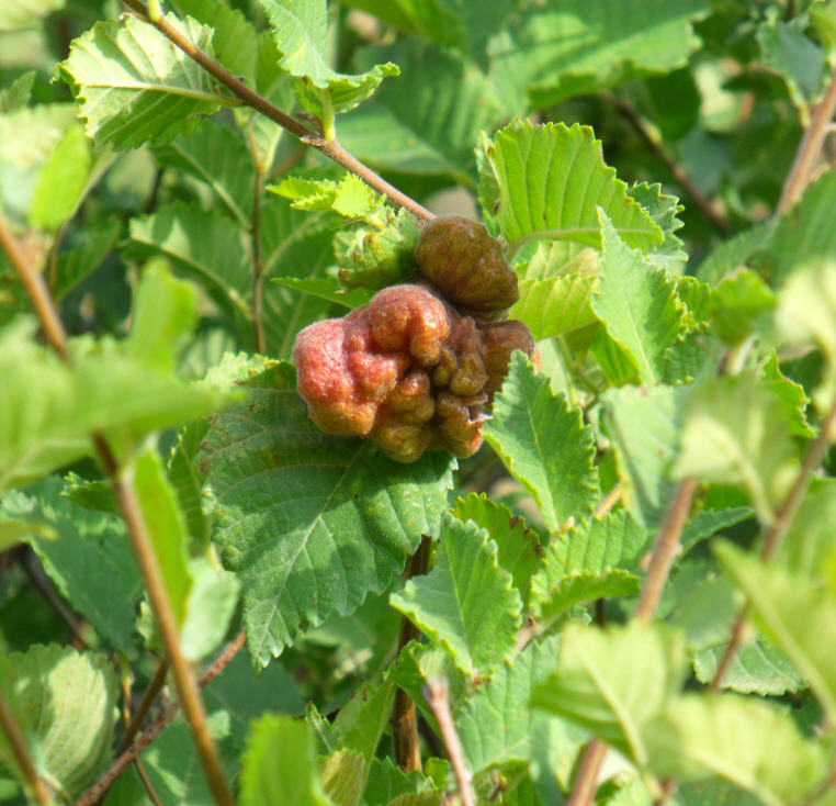 Galla su Olmo